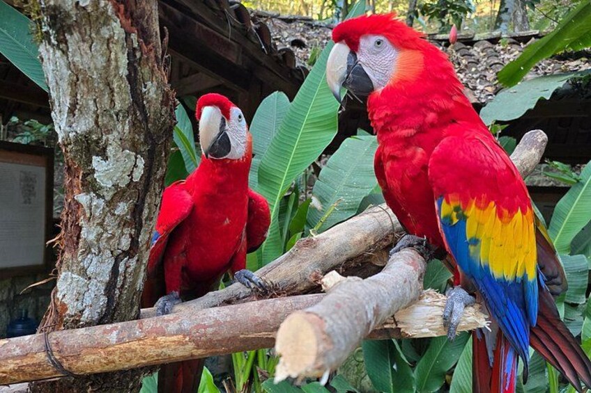 Macaw Mountain Bird Park, Copan, Honduras. 4