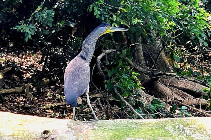 A heron standing on a log surrounded by dense foliage. 5