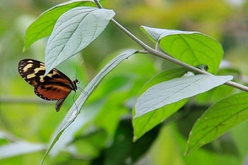 A butterfly on a green leaf. 2
