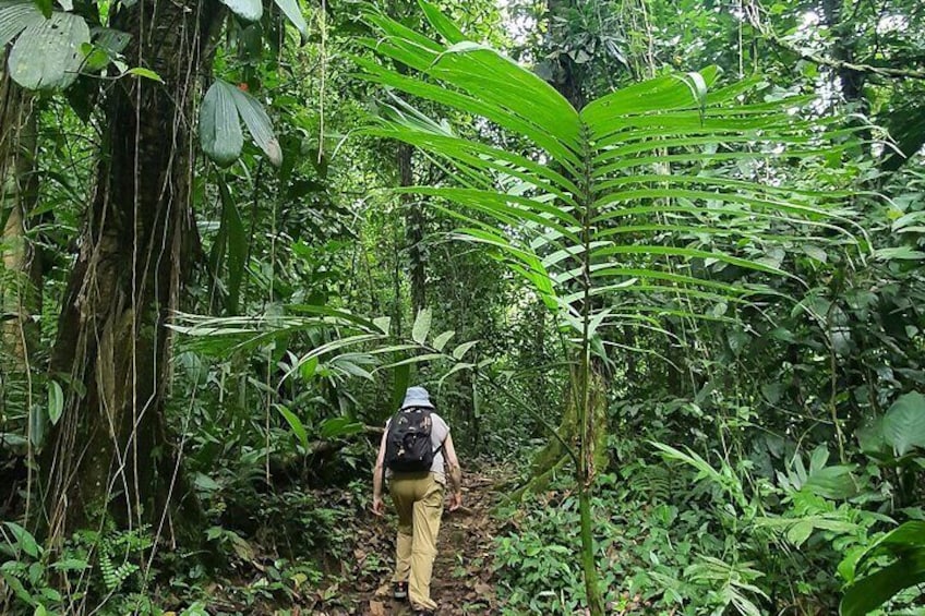 A person hiking through a dense forest with tall trees and thick underbrush. 4