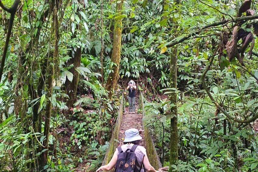 A person hiking on a narrow forest trail surrounded by dense vegetation. 3