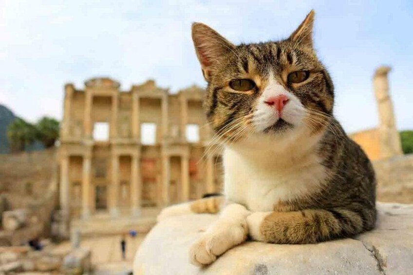 Cat in Ephesus 5