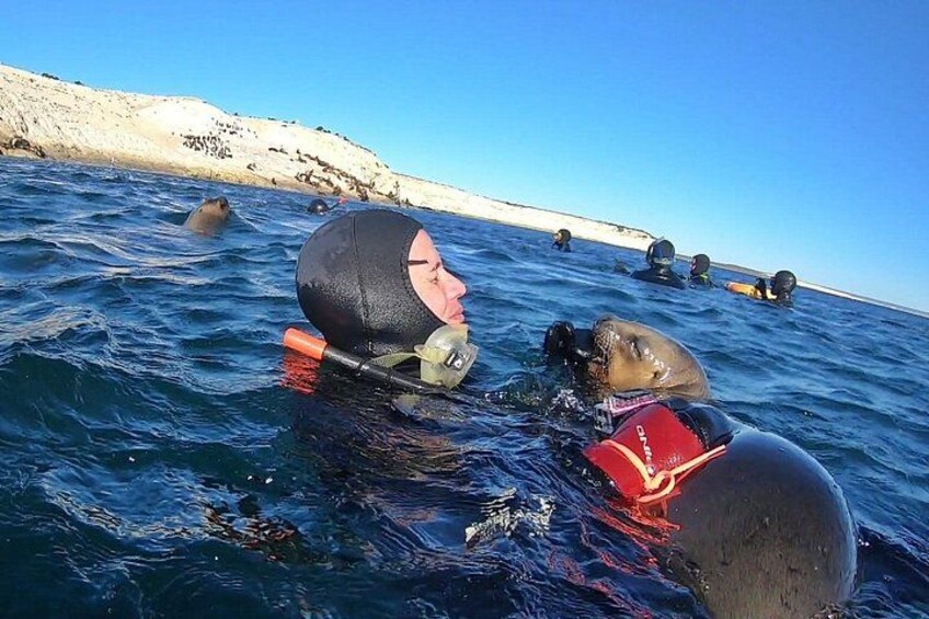 Snorkeling with Sea Lions by Madryn Buceo 3