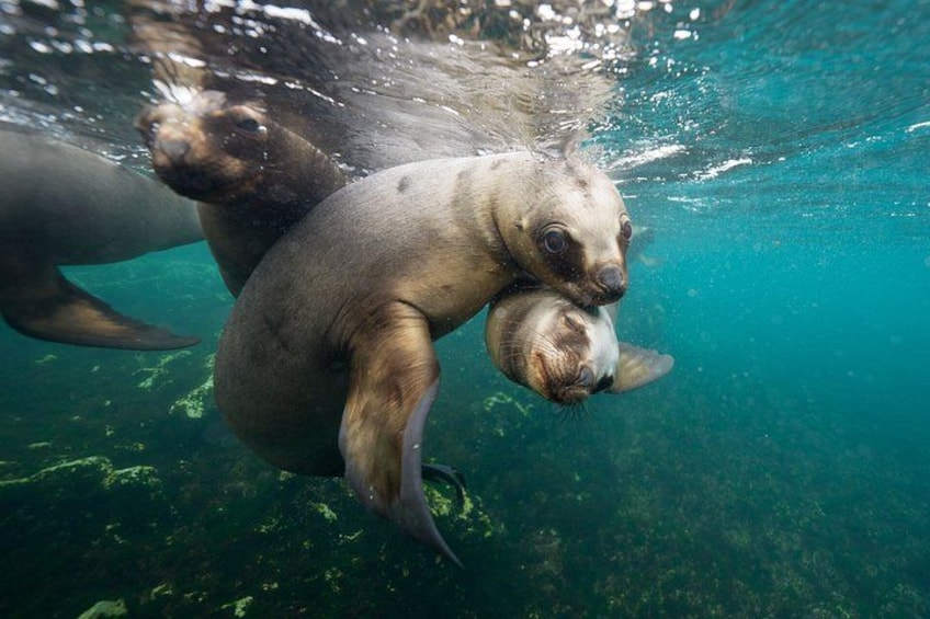 Snorkeling with Sea Lions by Madryn Buceo 1