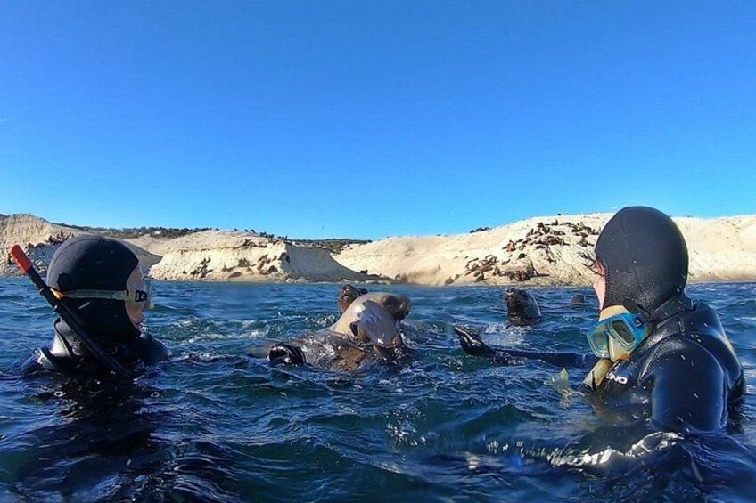 Snorkeling with Sea Lions by Madryn Buceo 2