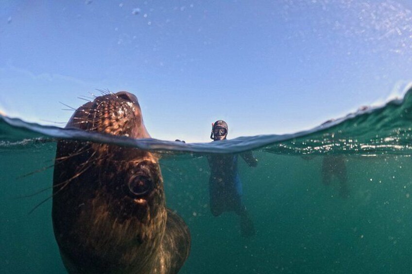 Snorkeling with Sea Lions by Madryn Buceo 3