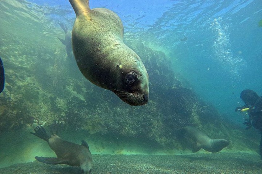 Snorkeling with Sea Lions by Madryn Buceo 2
