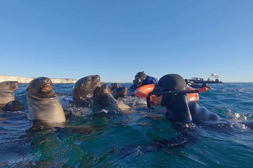Snorkeling with Sea Lions by Madryn Buceo 2