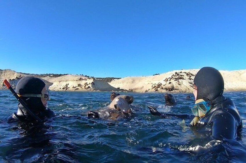 Snorkeling with Sea Lions by Madryn Buceo