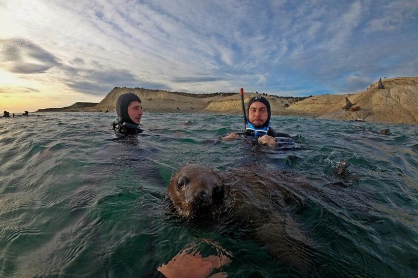 Snorkeling with Sea Lions by Madryn Buceo 3