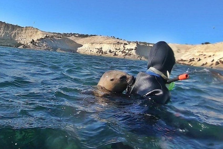 Snorkeling with Sea Lions by Madryn Buceo 4