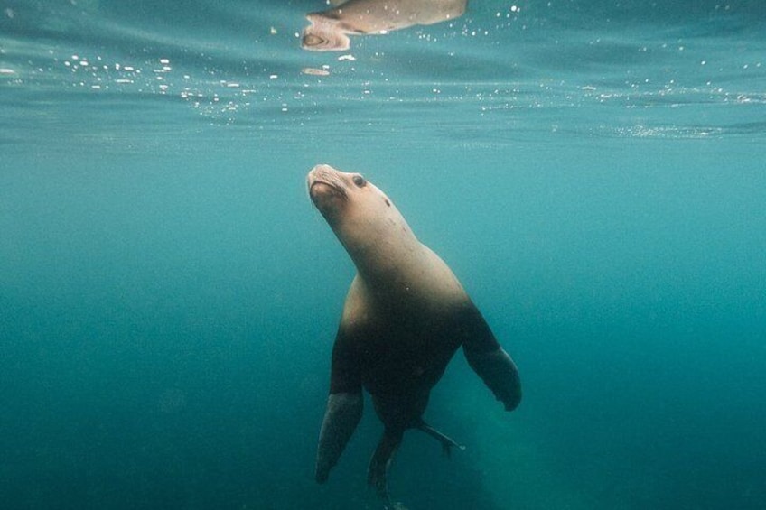 Snorkeling with Sea Lions by Madryn Buceo 3