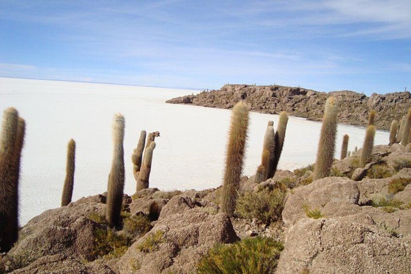 A desert landscape with tall cacti and a large body of water. 3