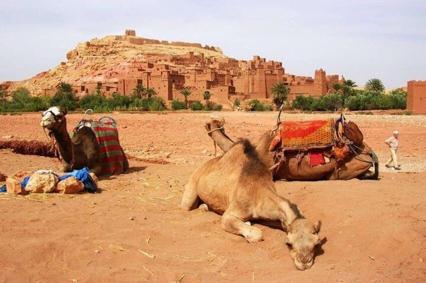 A camel resting on a desert with a traditional building in the background. 2