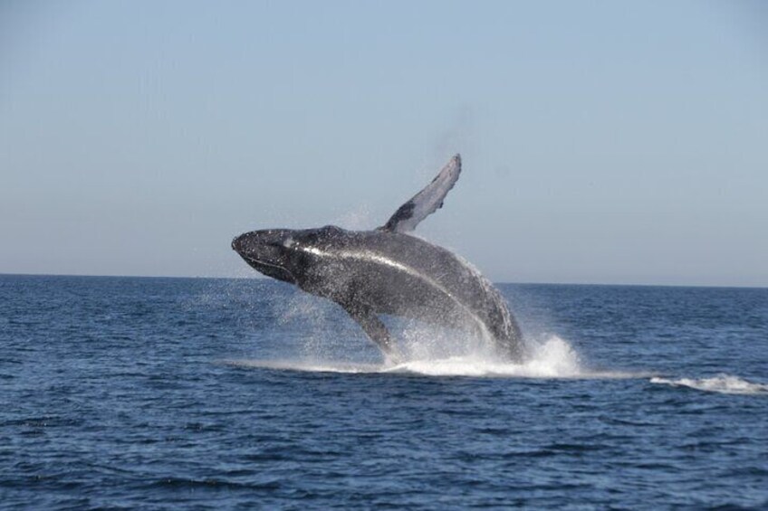 A whale breaching the ocean surface. 4