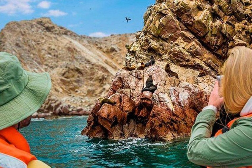 Paracas Boat Trip 3