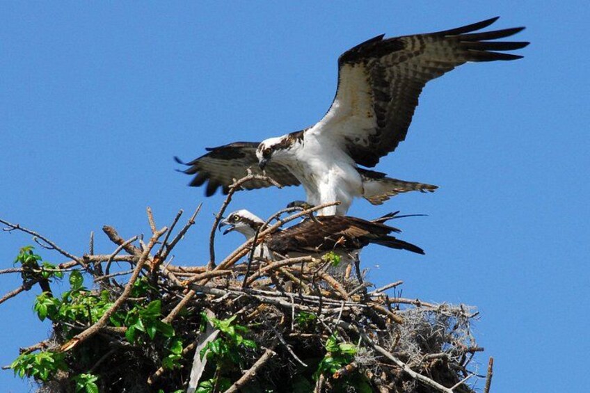 An osprey perched on a nest with branches and leaves, against a clear blue sky. 2