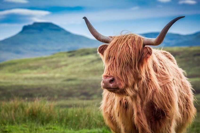 A Highland cow with long hair and curved horns in a grassy field with a mountain in the background. 2