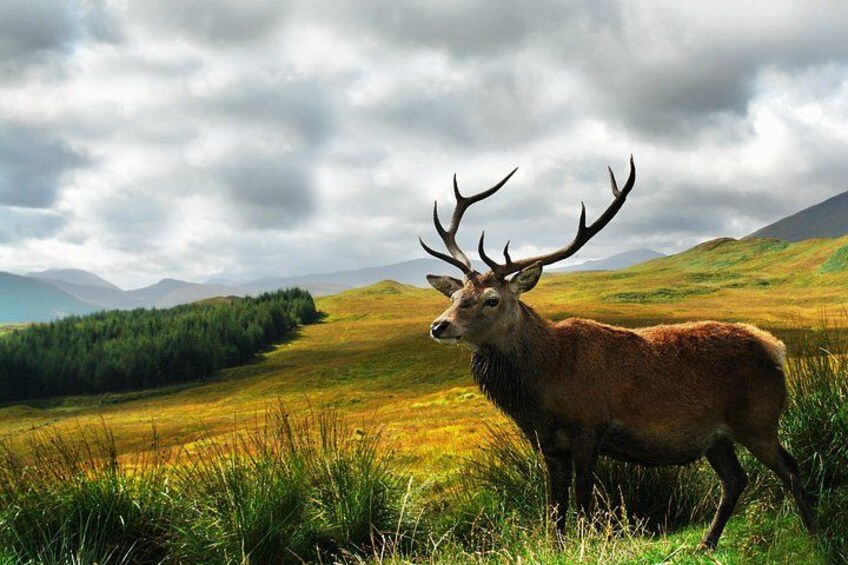 Un cerf dans un champ herbeux, avec des montagnes en arrière-plan. 3