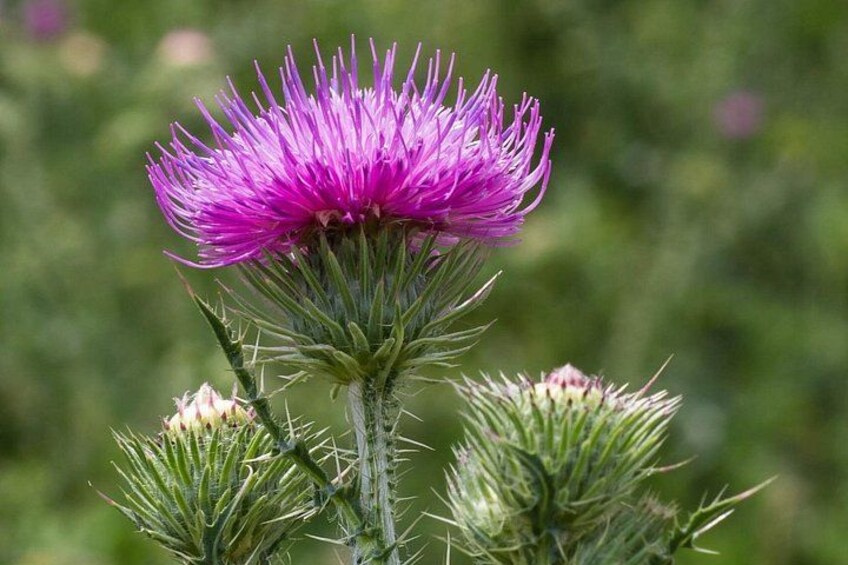 Une fleur de chardon aux pétales violets et aux bractées vertes. 4