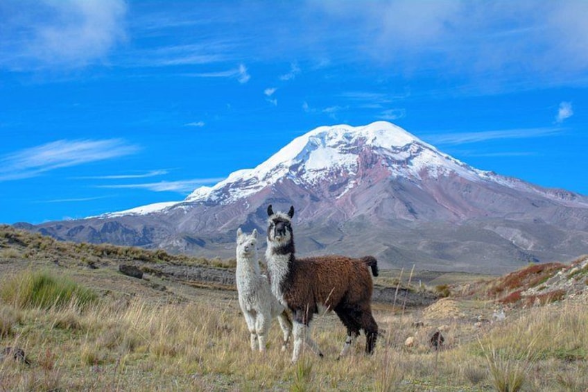 Two llamas standing in a grassy field with a snow-capped mountain in the background. 1