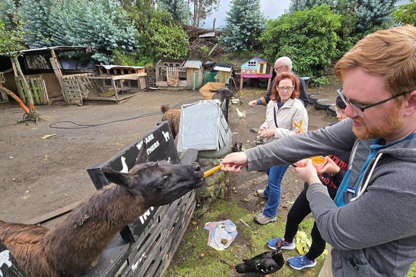 A person feeding a llama in an outdoor setting with a wooden fence and a small house in the background. 3
