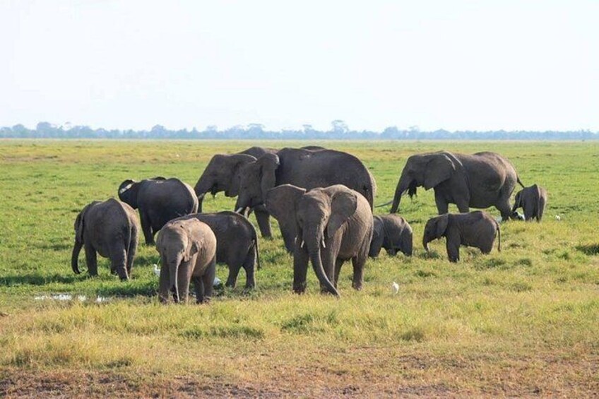 A herd of elephants in a grassy field. 5