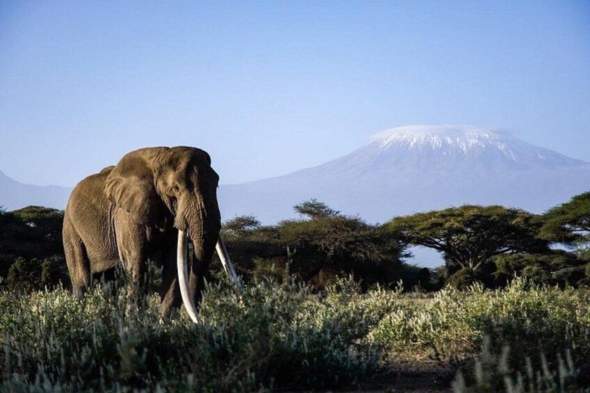 An elephant in a grassy field with a mountain in the background. 3