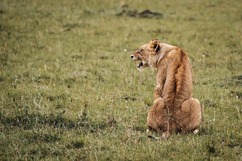 A lion sitting in a grassy field. 1
