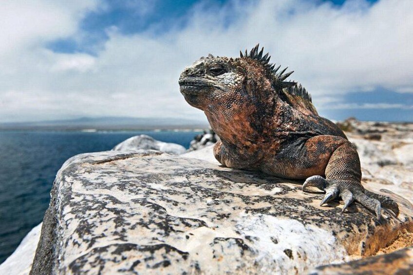 Un grand iguane marin sur un promontoire rocheux au bord de la mer. 1