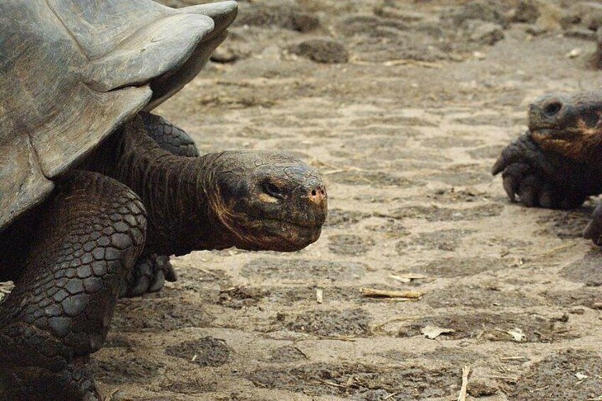 4 Day Galapagos Island Hopping Tour 3