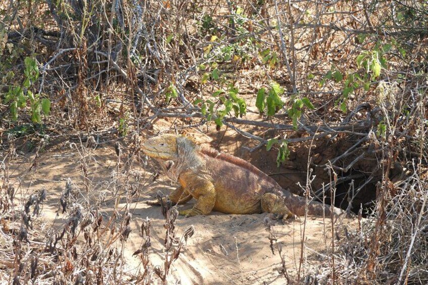 Un lézard sur le sol, entouré de végétation sèche et de quelques arbres clairsemés. 2