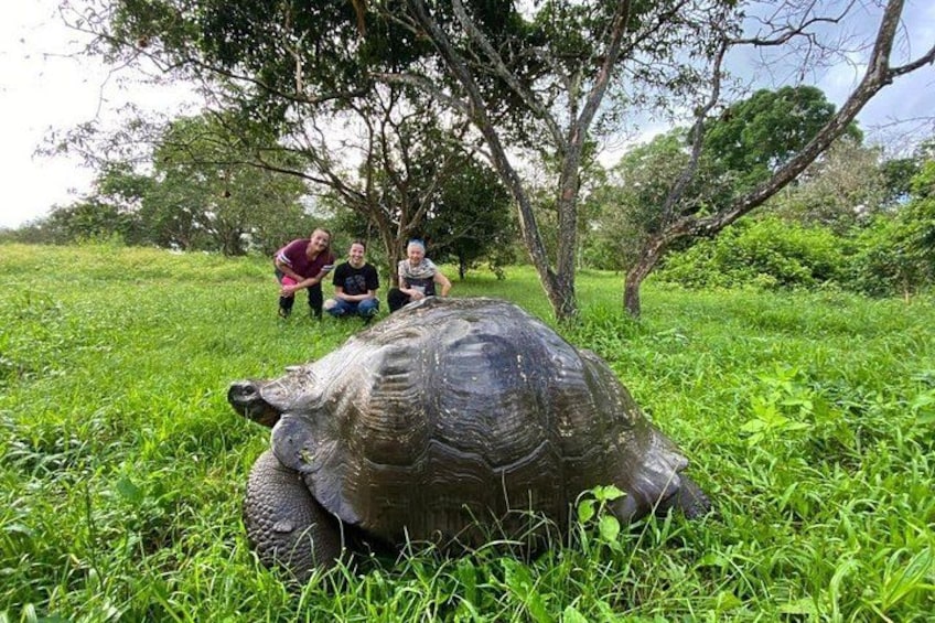Eine Schildkröte auf der Wiese, im Hintergrund sind Menschen zu sehen. 2