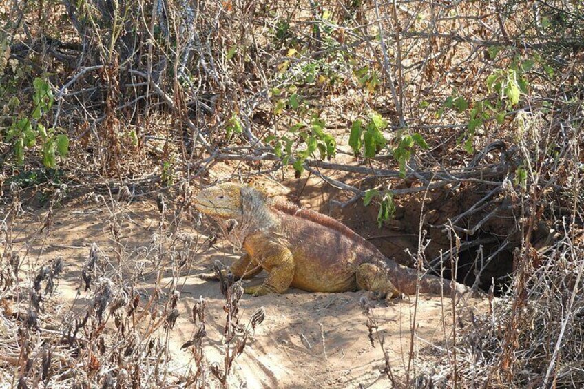 4 Day Galapagos Island Hopping Tour 2