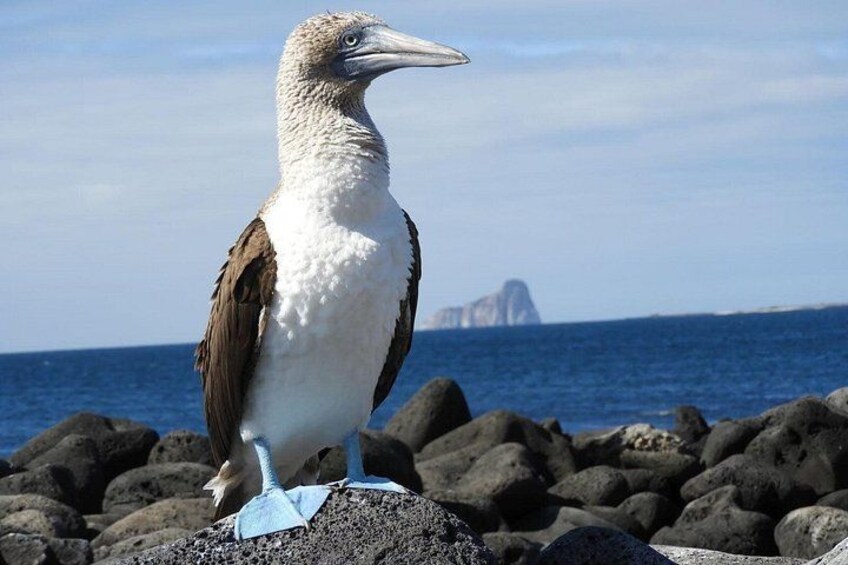 Galapagos Fauna 1
