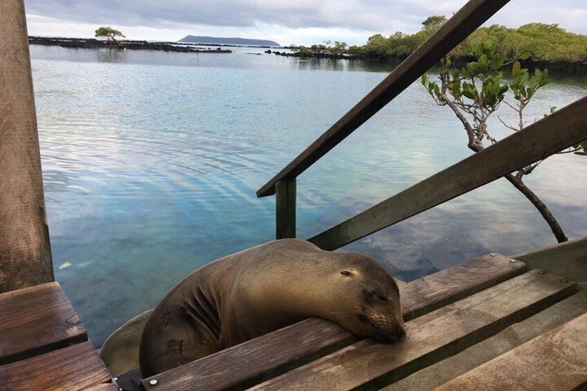 Galapagos Fauna 2