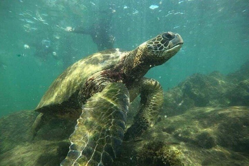 Galapagos Fauna 3
