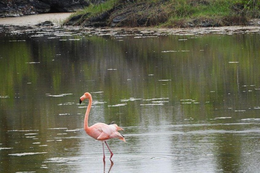 Galapagos Fauna 2