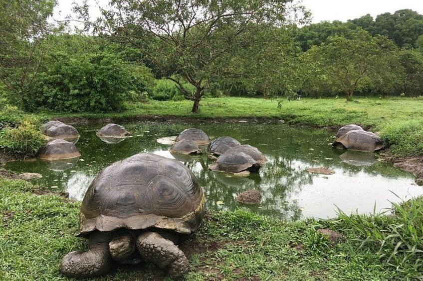 Galapagos Fauna 3