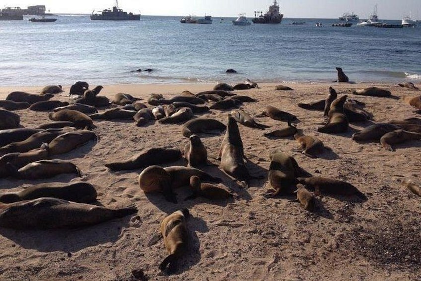 Sea of Lions 2