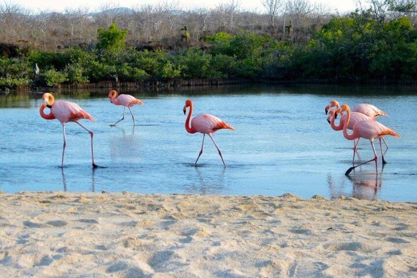 Flamingos, Galapagos Islands 5