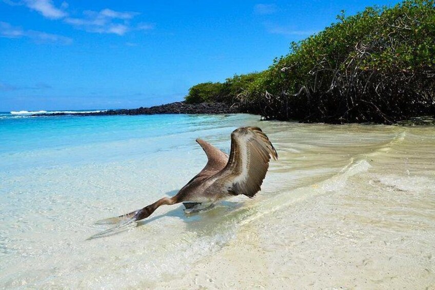 A stingray on a sandy beach with clear turquoise water and a backdrop of dense mangrove foliage. 5