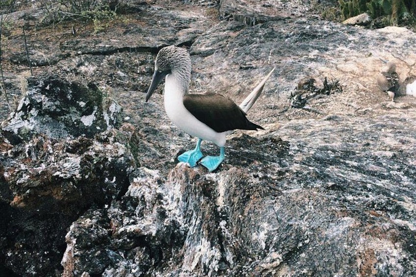 Een vogel met een lange snavel staat op een rotsachtige ondergrond. 4
