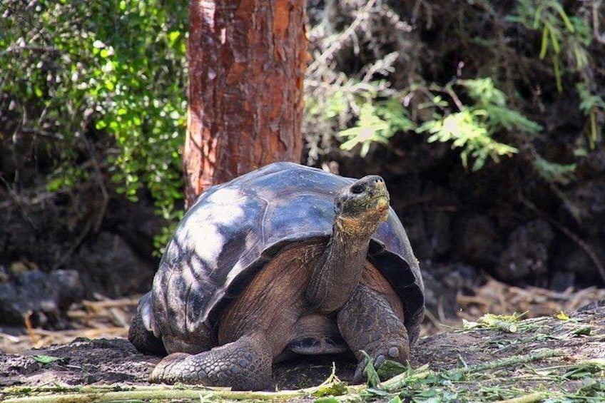 Een schildpad op een beboste bodem, met bomen en begroeiing op de achtergrond. 2
