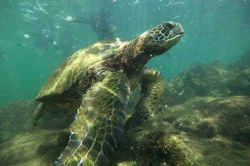 Een zeeschildpad zwemt onder water. 3