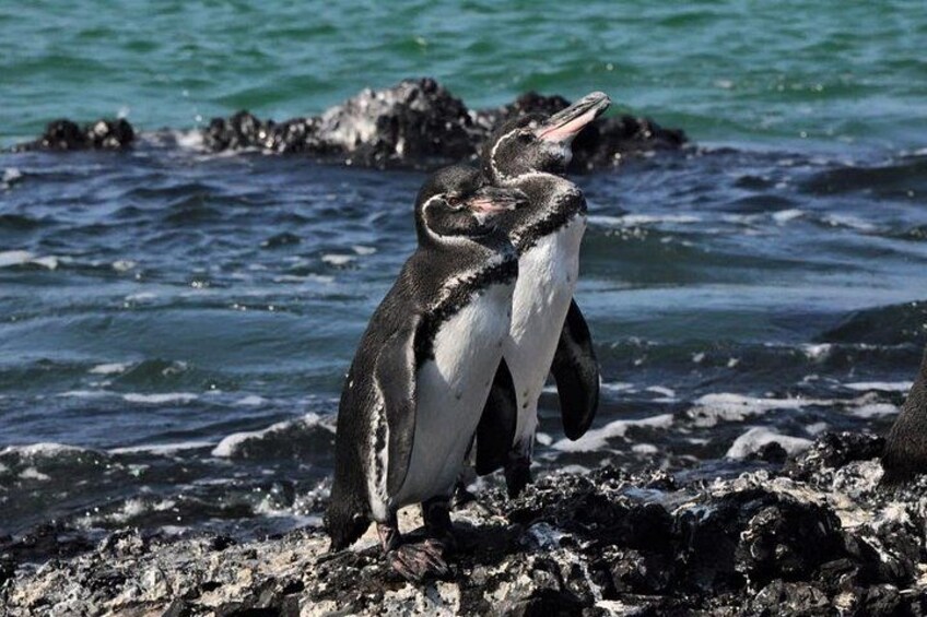 Zwei Pinguine an einer felsigen Küste mit dem Ozean im Hintergrund. 5