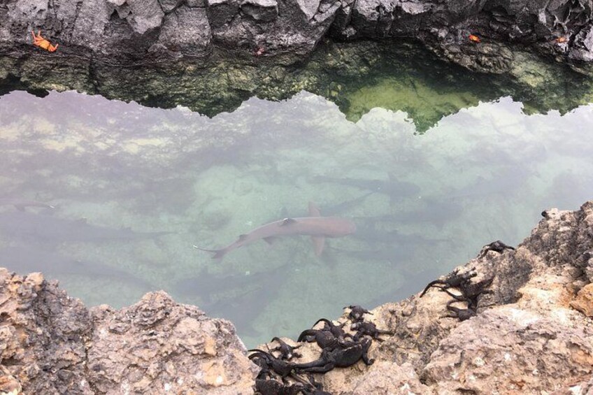 Klares Gewässer mit einem darin schwimmenden Fisch, umgeben von felsigem Gelände. 4