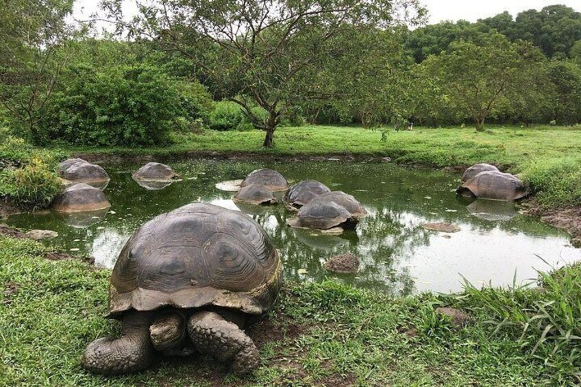 A tortoise in a pond surrounded by greenery. 2