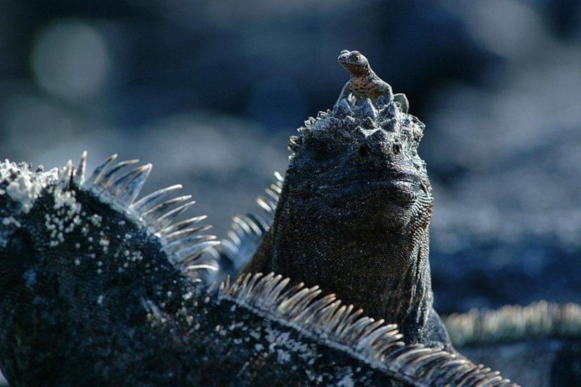 Een grote zeekameleon op een rotsachtige ondergrond. 1