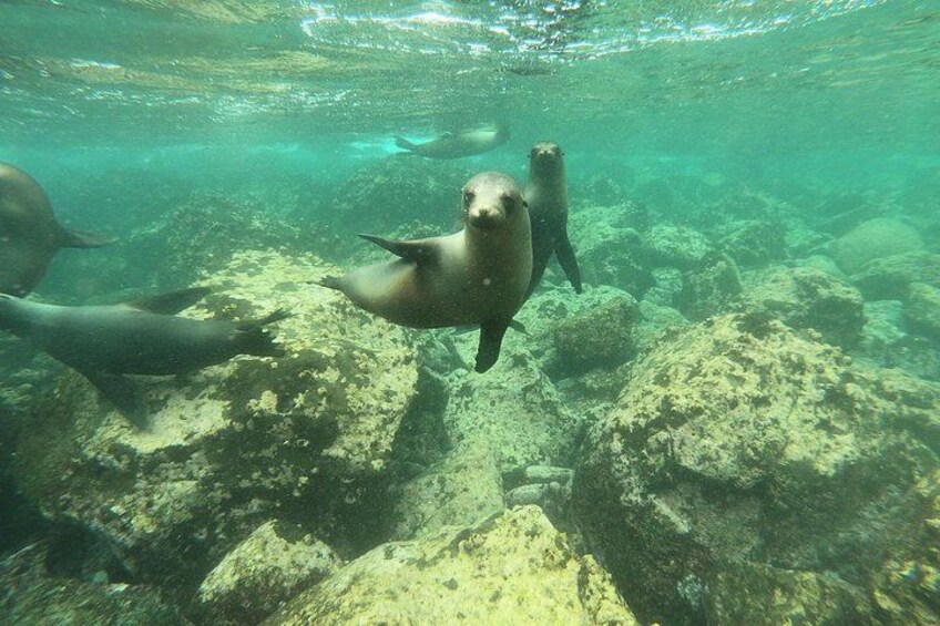 Een zeehond zwemt langs rotsen onder water. 3